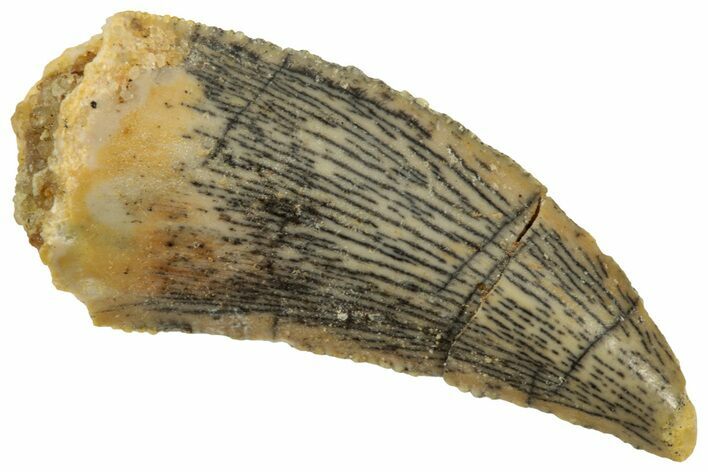 Serrated Raptor Tooth - Real Dinosaur Tooth #358023